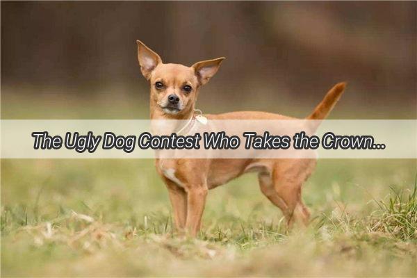 The Ugly Dog Contest Who Takes the Crown in America